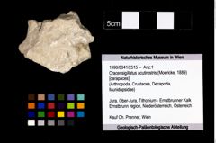 Foto (Objekt + Etikett) von Cracensigillatus acutirostris (Moericke, 1889)  (NHMW-GEO-1990-0041-2515)